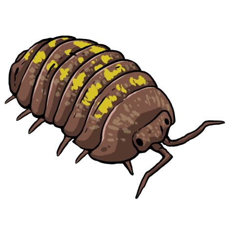 Armadillidium granulatum Armadillidium granulatum