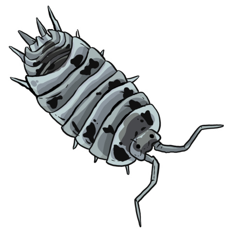 Porcellio laevis "Dairy Cow" Porcellio laevis "Dairy Cow"