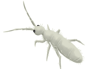 Skoczogonki